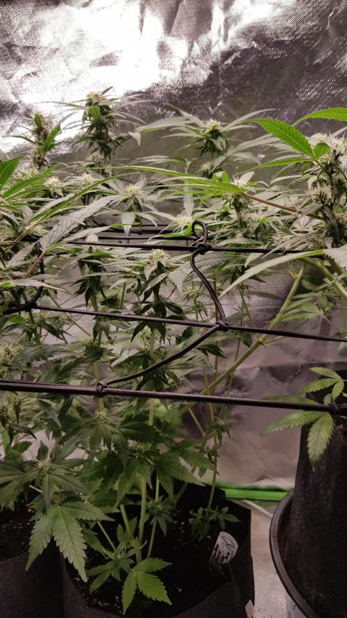 Haze goes Purple. Week 6