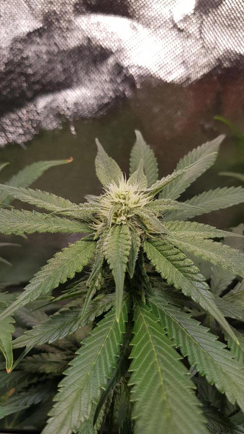 Haze goes Purple. Week 6