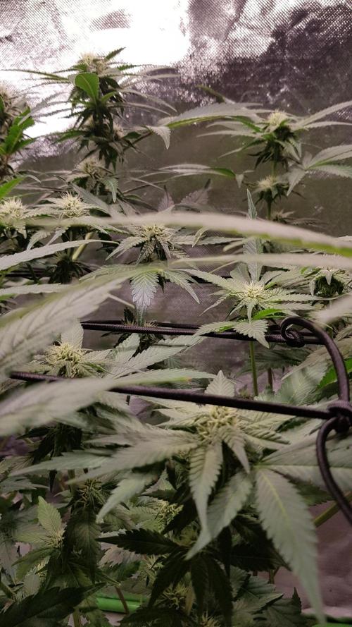 Haze goes Purple. Week 6