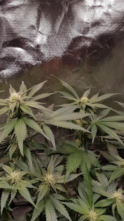 Haze goes Purple. Week 6