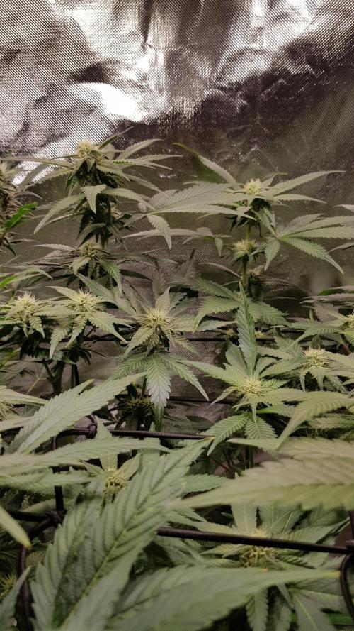 Haze goes Purple. Week 6