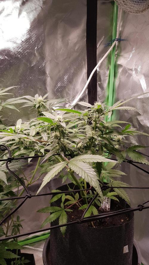 Fruity Cookies. Week 6