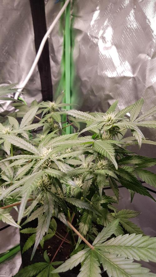 Fruity Cookies. Week 6