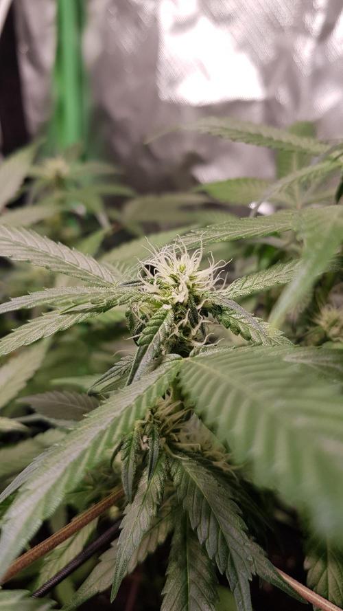 Fruity Cookies. Week 6