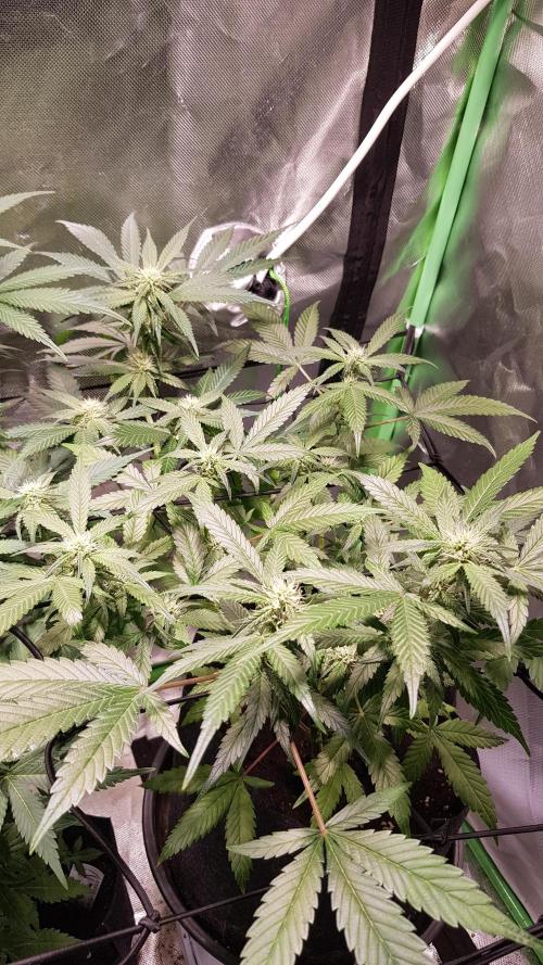 Fruity Cookies. Week 6