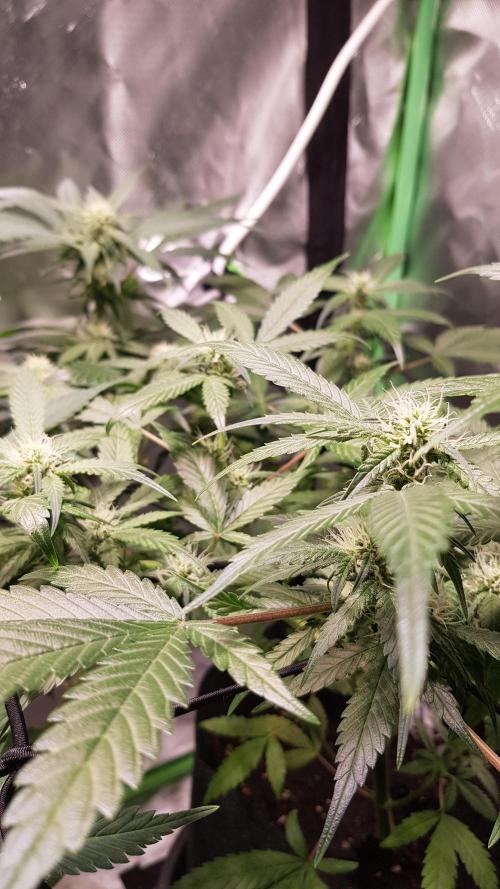 Fruity Cookies. Week 6