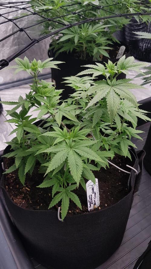 Breeding Special. Week 6