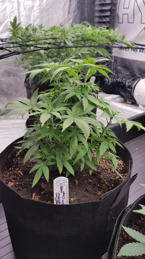 Breeding Special. Week 6