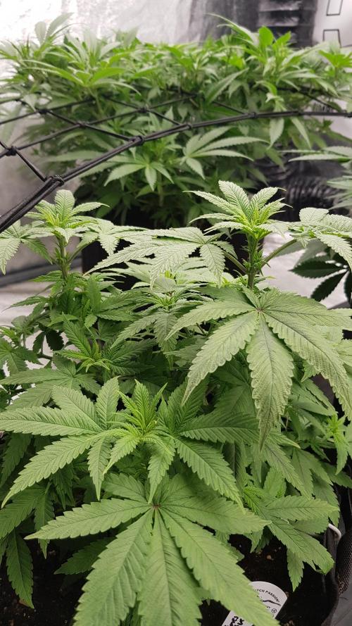 Breeding Special. Week 6