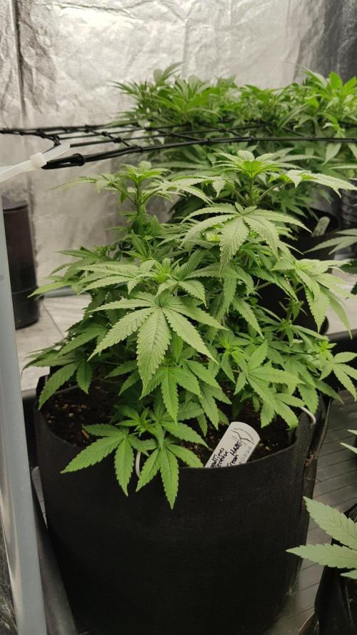 Breeding Special. Week 6