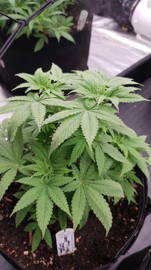 Breeding Special. Week 6