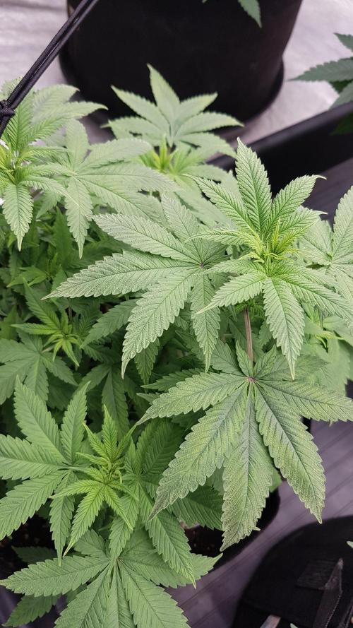 Breeding Special. Week 6