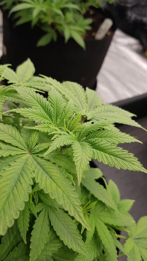 Breeding Special. Week 6