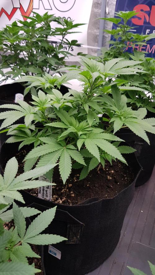 NEW BioBoost Seeds. Week 6