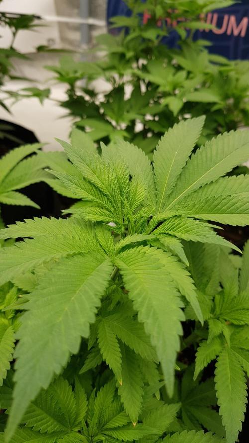 NEW BioBoost Seeds. Week 6