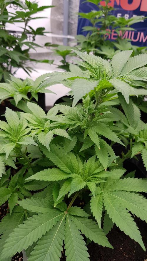NEW BioBoost Seeds. Week 6