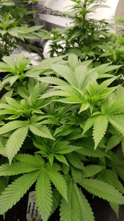 NEW BioBoost Seeds. Week 6