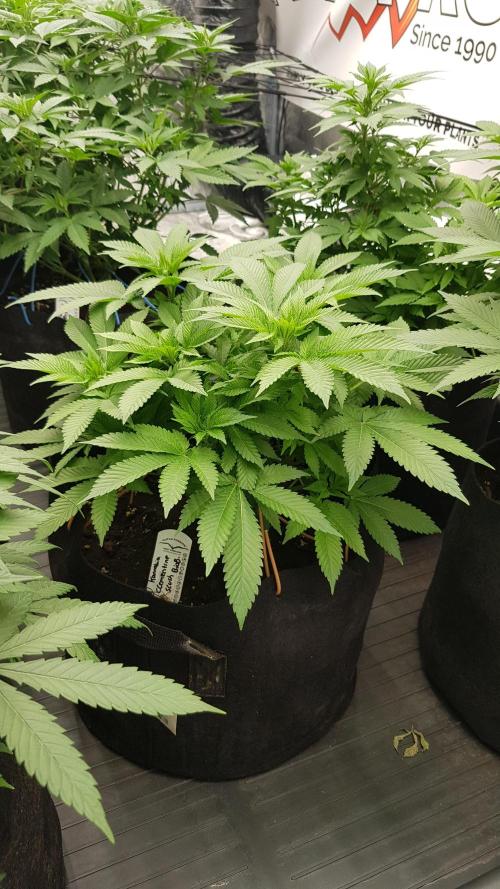 NEW BioBoost Seeds. Week 6