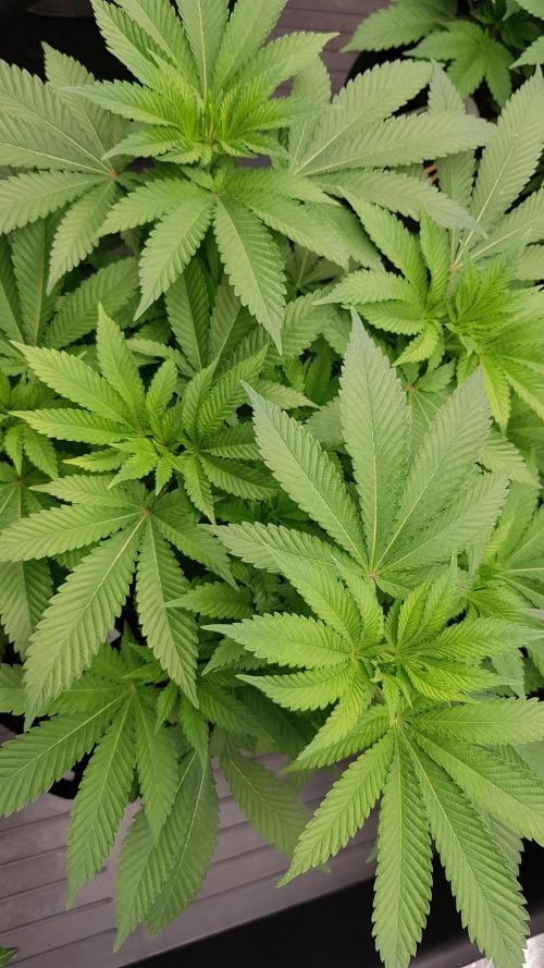 NEW BioBoost Seeds. Week 6