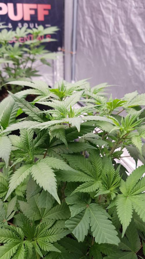 NEW BioBoost Seeds. Week 6