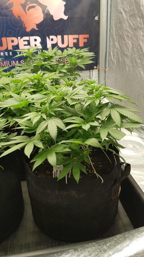 NEW BioBoost Seeds. Week 6
