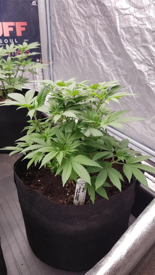 NEW BioBoost Seeds. Week 6