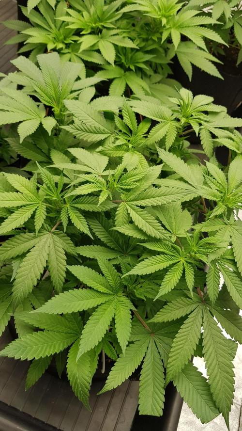 NEW BioBoost Seeds. Week 6