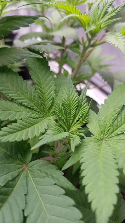 NEW BioBoost Seeds. Week 6