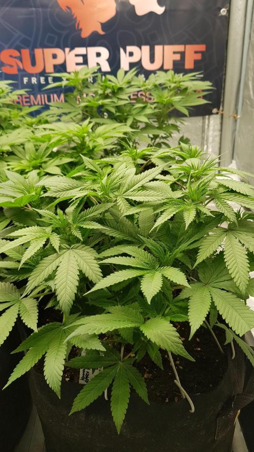 NEW BioBoost Seeds. Week 6