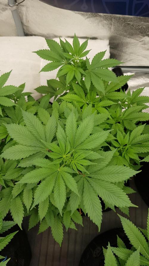 Home Of The Amnesia. Week 6