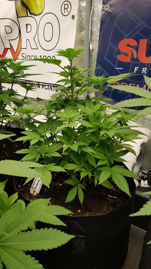Home Of The Amnesia. Week 6