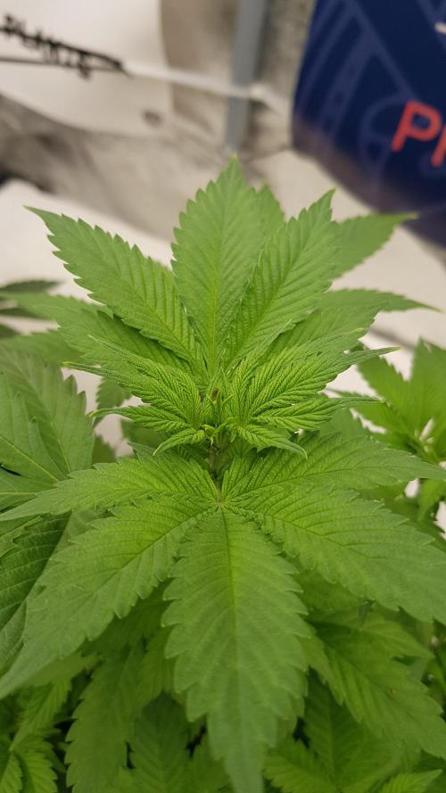 Home Of The Amnesia. Week 6