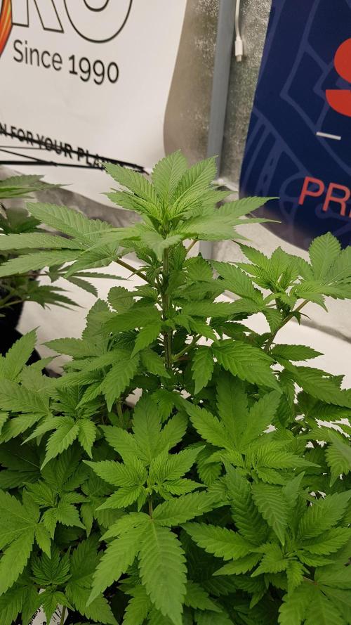 Home Of The Amnesia. Week 6