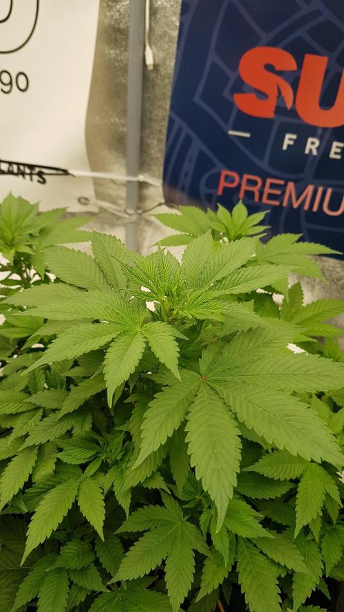 Home Of The Amnesia. Week 6