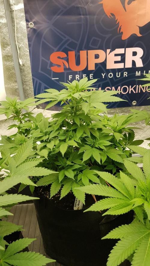 Home Of The Amnesia. Week 6
