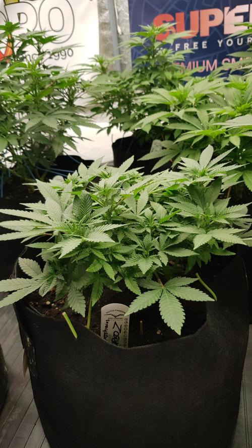 Forbiden Oreo. Week 6