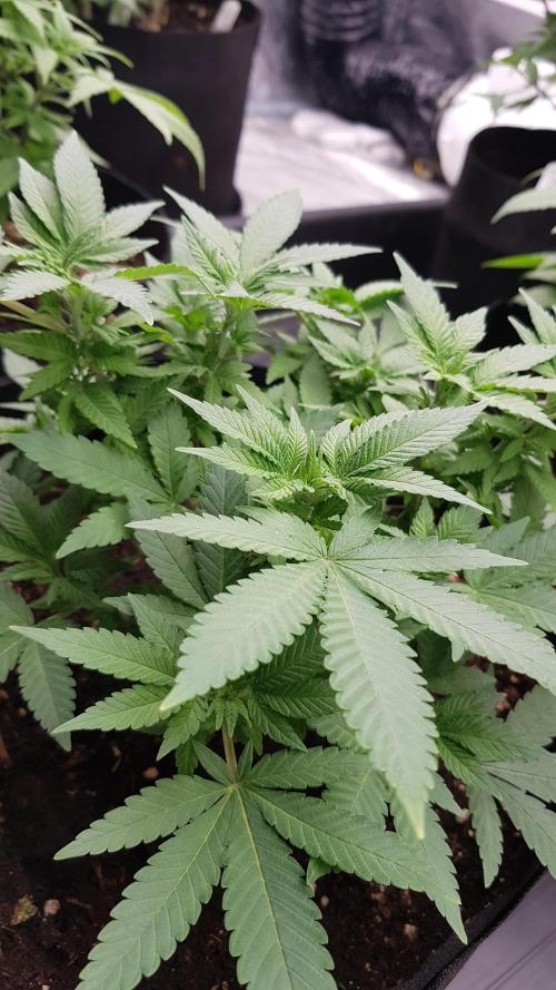 Forbiden Oreo. Week 6