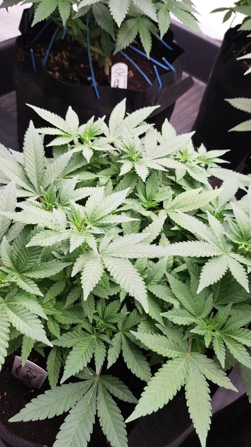 Forbiden Oreo. Week 6