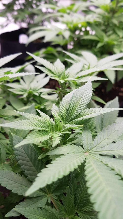 Forbiden Oreo. Week 6