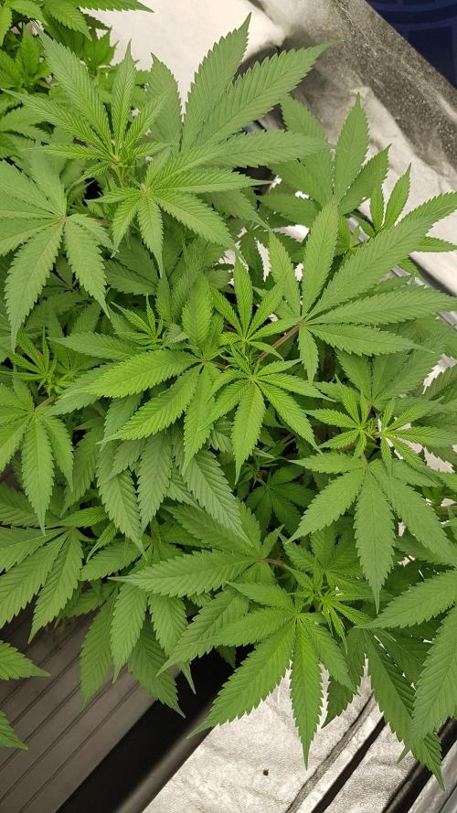 Gelato goes Pink. Week 6