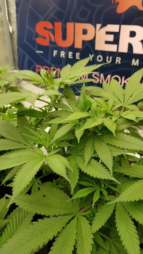 Gelato goes Pink. Week 6
