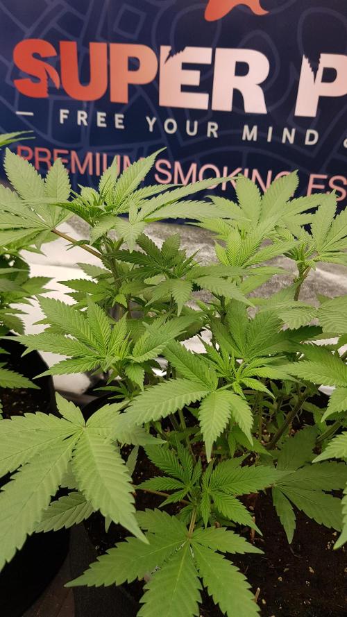 Gelato goes Pink. Week 6