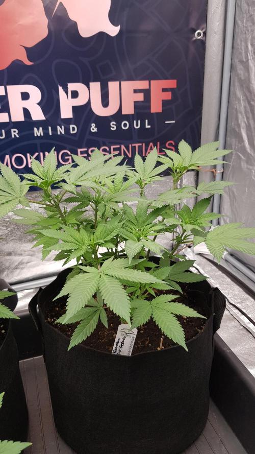 Gelato goes Pink. Week 6