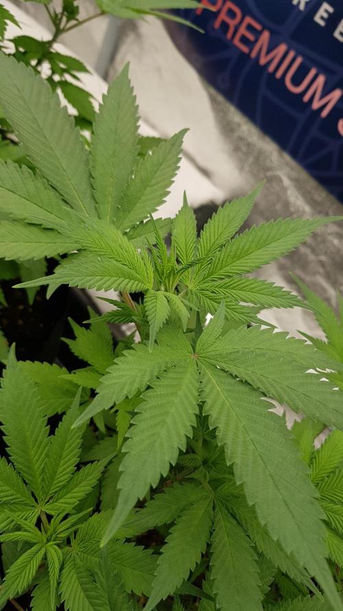 Gelato goes Pink. Week 6