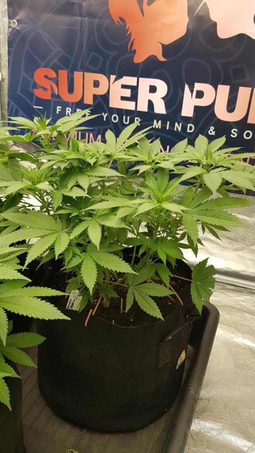 Gelato goes Pink. Week 6