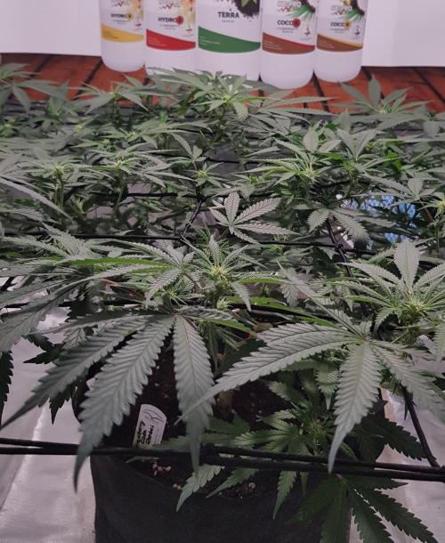 GGD Hunted Pheno #1. Week 8