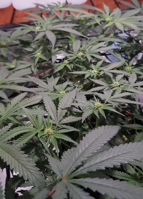 GGD Hunted Pheno #1. Week 8