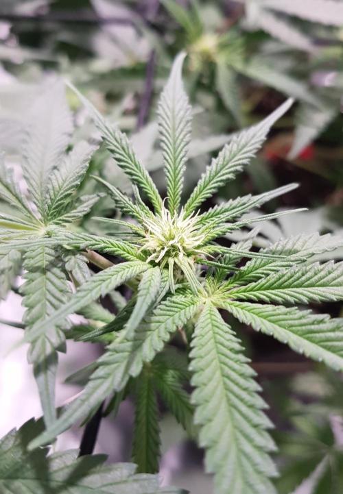GGD Hunted Pheno #1. Week 8