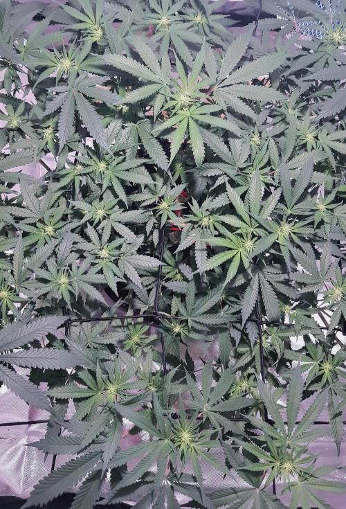 GGD Hunted Pheno #1. Week 8