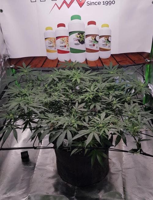 GGD Hunted Pheno #1. Week 8